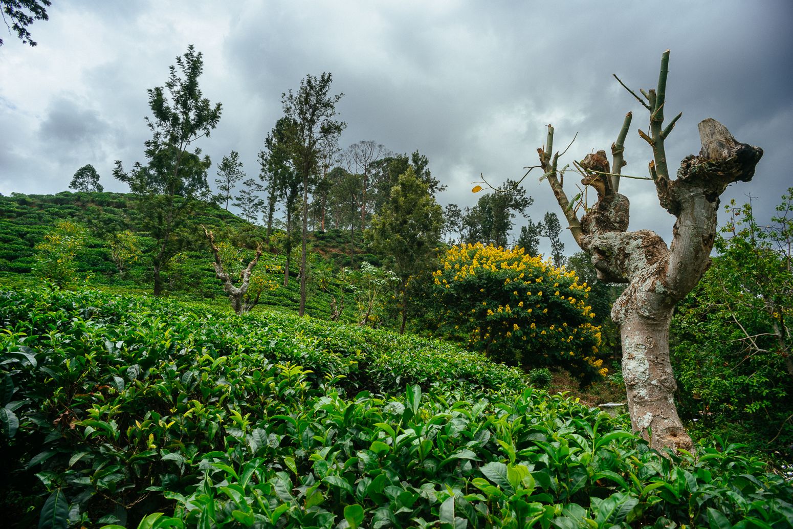 Tea plantation, Ella, Sri Lanka